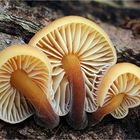 Gemeiner Samtfußrübling (Flammulina velutipes, Syn.: Collybia velutipes)