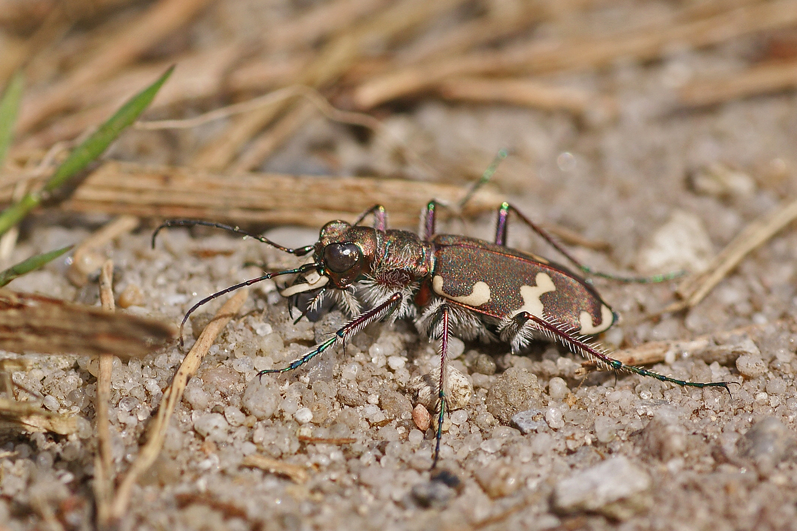 Gemeiner Sandlaufkäfer (Cicindela hybrida)