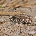 Gemeiner Sandlaufkäfer (Cicindela hybrida)