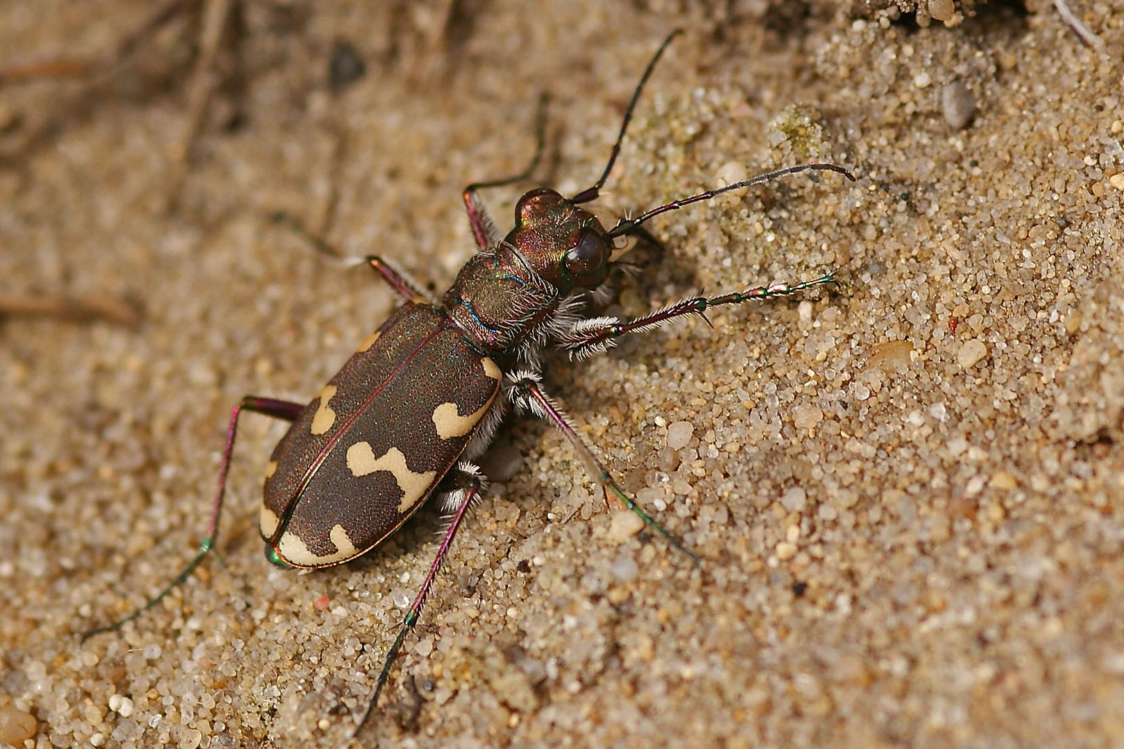 Gemeiner Sandlaufkäfer (Cicindela hybrida)