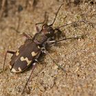 Gemeiner Sandlaufkäfer (Cicindela hybrida)