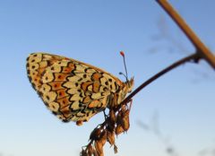 Gemeiner Scheckenfalter, Melitaea cinxia