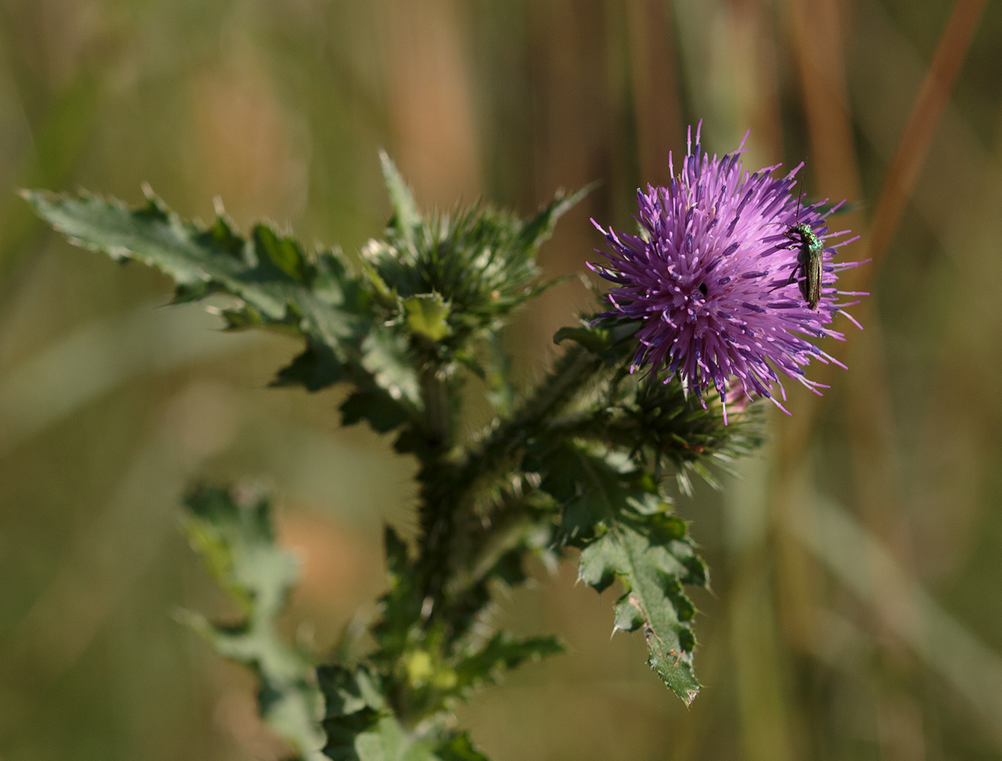 Gemeiner Scheinbockkäfer (Oedemera femorata, 8 - 1o mm)