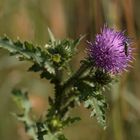 Gemeiner Scheinbockkäfer (Oedemera femorata, 8 - 1o mm)