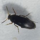 Gemeiner Scheinstachelkäfer (Anaspis frontalis)
