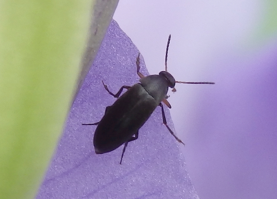Gemeiner Scheinstachelkäfer (Anaspis frontalis) auf Bartiris