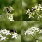 Gemeiner Scheinstachelkäfer (Anaspis frontalis) auf Wiesen-Labkraut