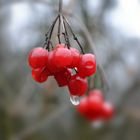 Gemeiner Schneeball-Beeren mit einsamem Regentropfen