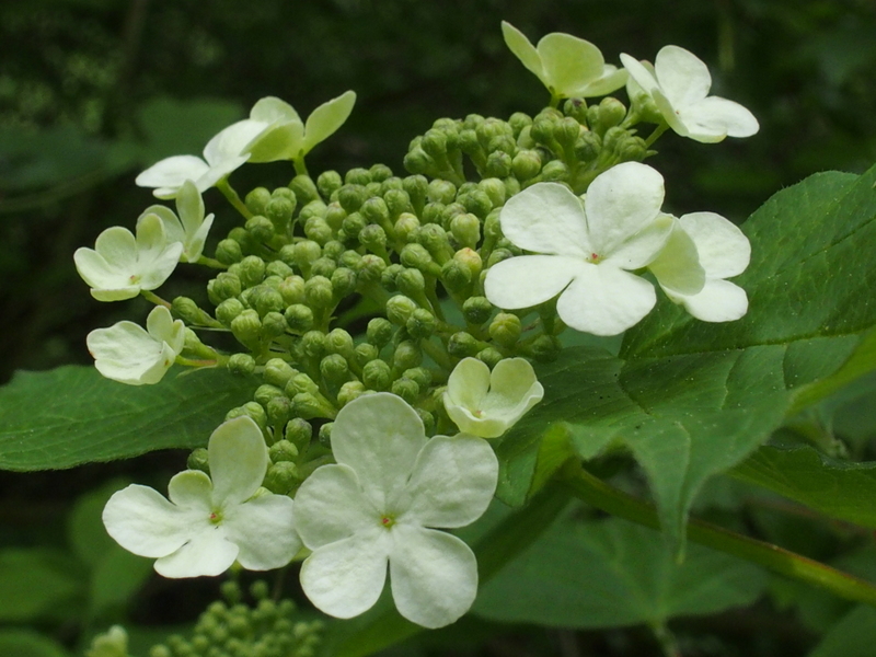 Gemeiner Schneeball 'Viburnum opulus'