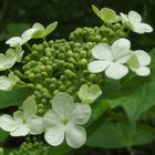 Gemeiner Schneeball 'Viburnum opulus'