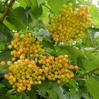 Gemeiner Schneeball  (Viburnum opulus)