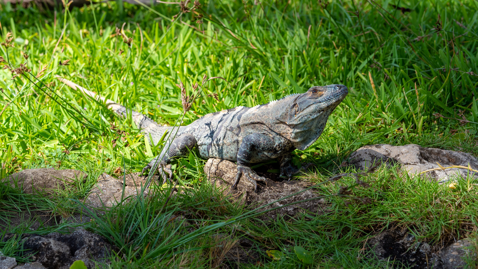 Gemeiner Schwanzleguan