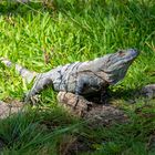 Gemeiner Schwanzleguan