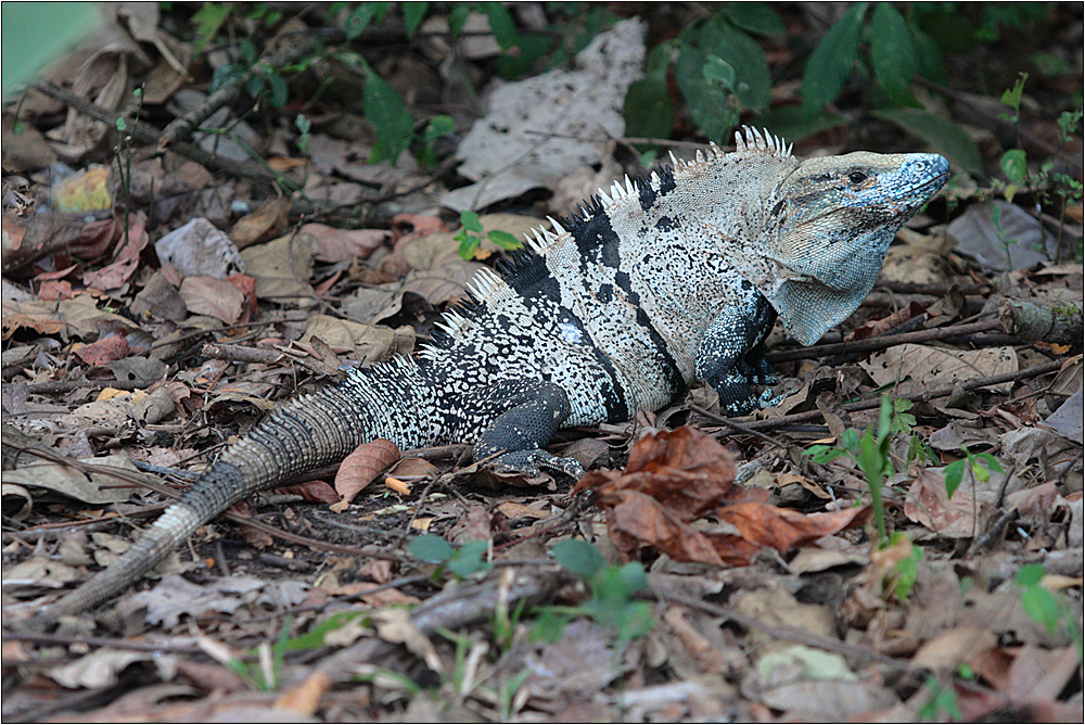 gemeiner schwarzleguan / black ctenosaur / ctenosaura similis (60 cm)