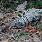 gemeiner schwarzleguan / black ctenosaur / ctenosaura similis (60 cm)