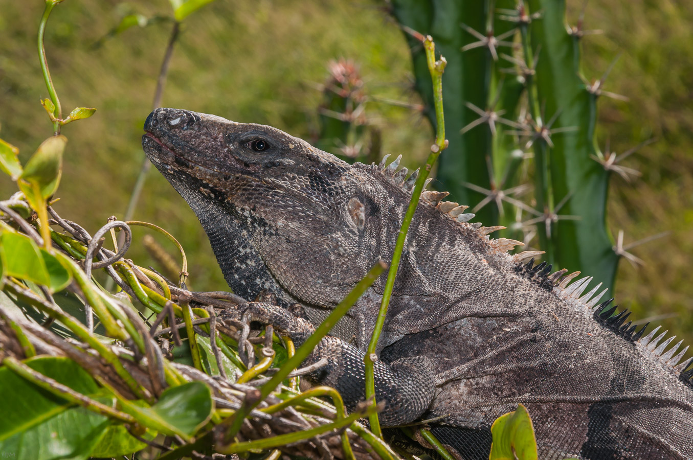 Gemeiner Schwarzleguan