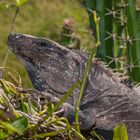 Gemeiner Schwarzleguan