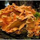 --- Gemeiner-Schwefelporling --- ( Laetiporus )