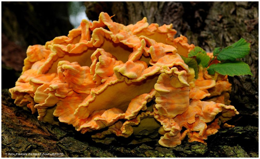 --- Gemeiner-Schwefelporling --- ( Laetiporus )