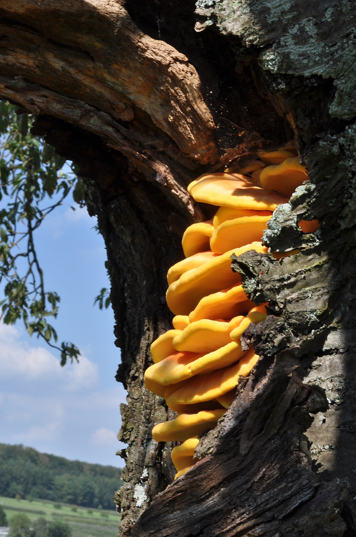 Gemeiner Schwefelporling, Laetiporus sulphureus