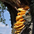 Gemeiner Schwefelporling, Laetiporus sulphureus