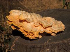 Gemeiner Schwefelporling (Laetiporus sulphureus) auf einem Eichen-Stumpf.