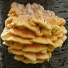 Gemeiner Schwefelporling (Laetiporus sulphureus) auf Vogelkirsche