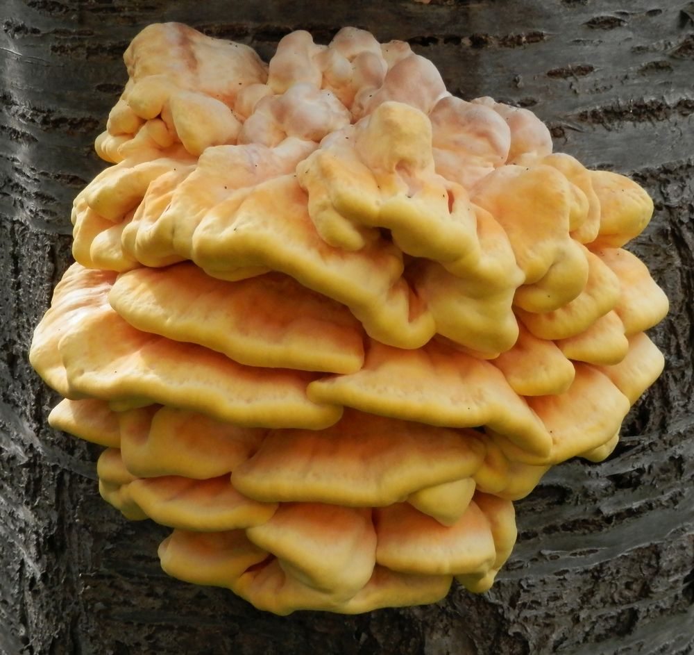 Gemeiner Schwefelporling (Laetiporus sulphureus) auf Vogelkirsche