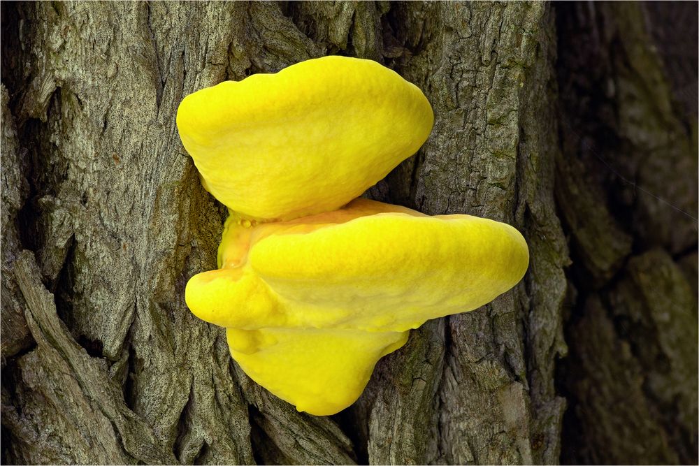 Gemeiner Schwefelporling (Laetiporus sulphureus)