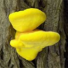 Gemeiner Schwefelporling (Laetiporus sulphureus)