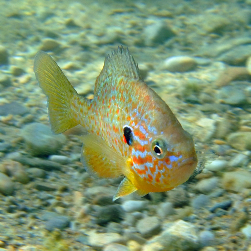 Gemeiner Sonnenbarsch Foto & Bild tiere, wildlife, fische Bilder auf