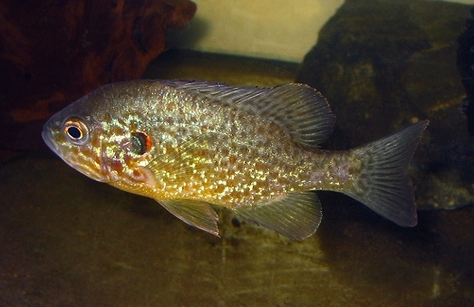 Gemeiner Sonnenbarsch (Lepomis gibbosus) Foto & Bild tiere, haustiere