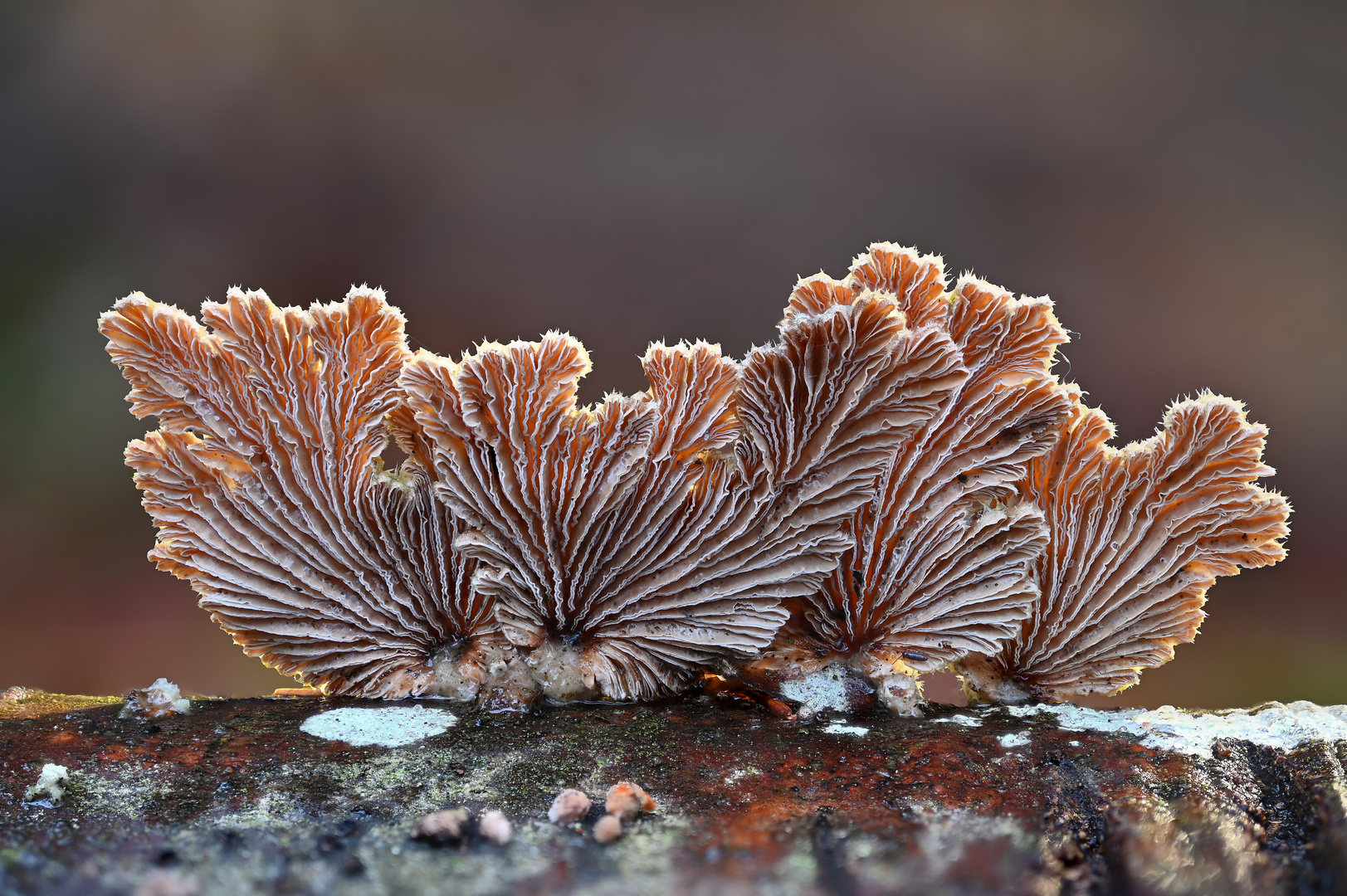 Gemeiner Spaltblättling Foto & Bild pflanzen, pilze & flechten, pilze