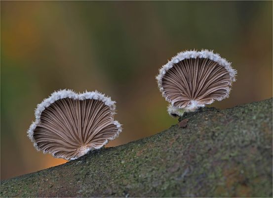 Gemeiner Spaltblättling