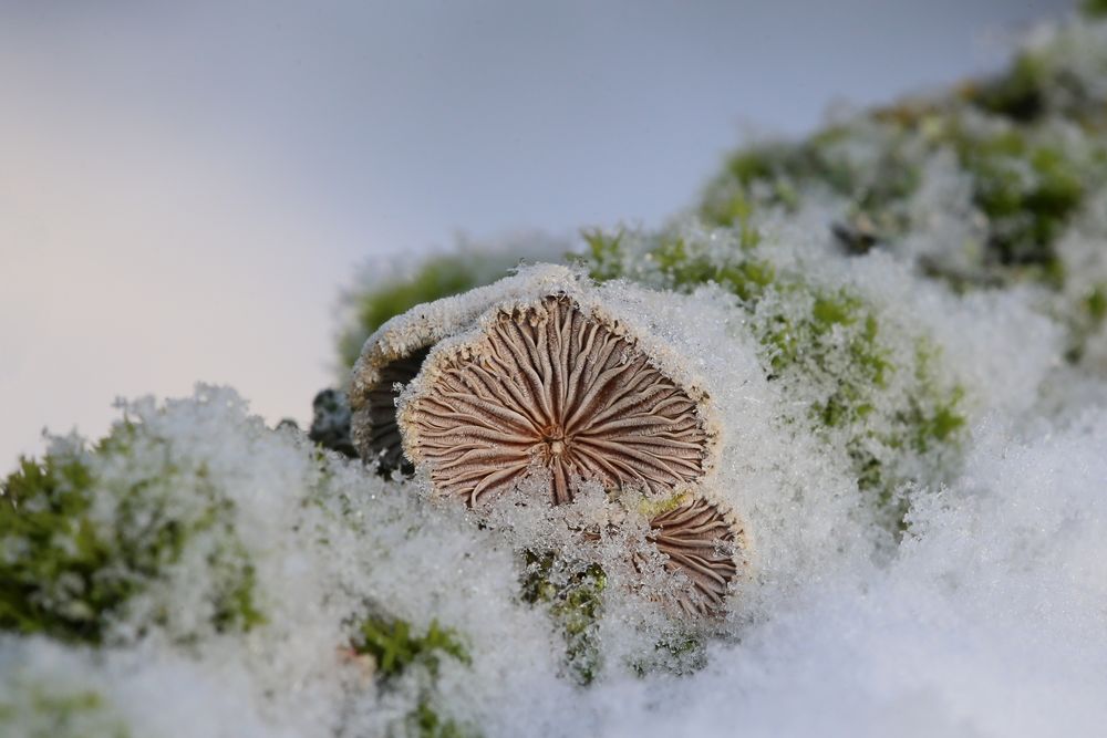 Gemeiner Spaltblättling Foto & Bild winter, natur, pilze Bilder auf