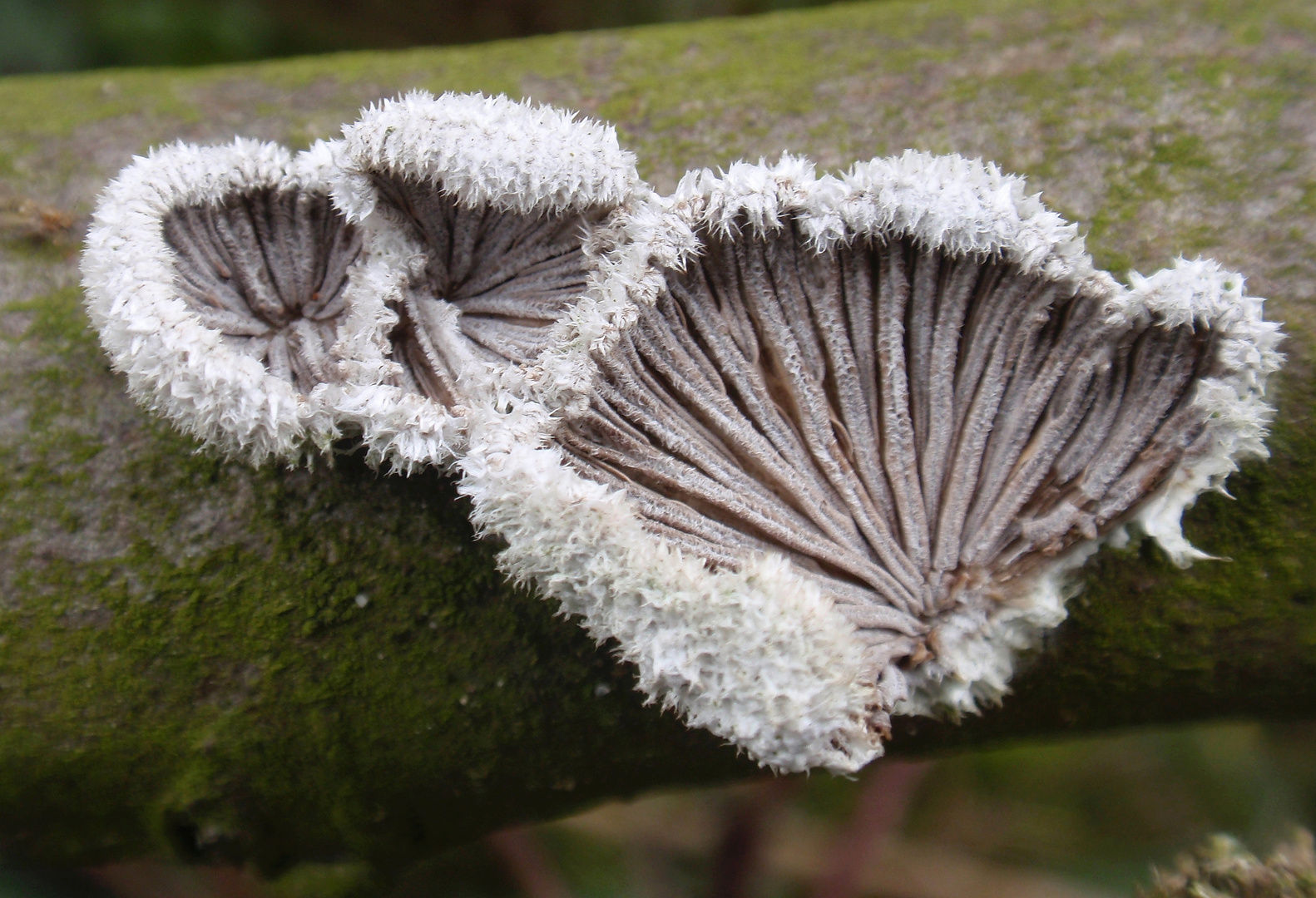 Gemeiner Spaltblättling (Schizophyllum commune) Foto & Bild pflanzen