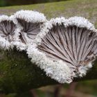 Gemeiner Spaltblättling (Schizophyllum commune)