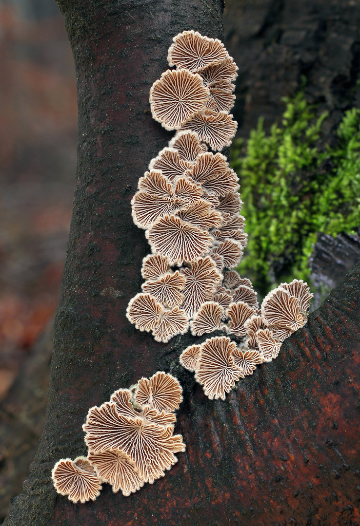 Gemeiner Spaltblättling (Schizophyllum commune)