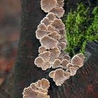 Gemeiner Spaltblättling (Schizophyllum commune)