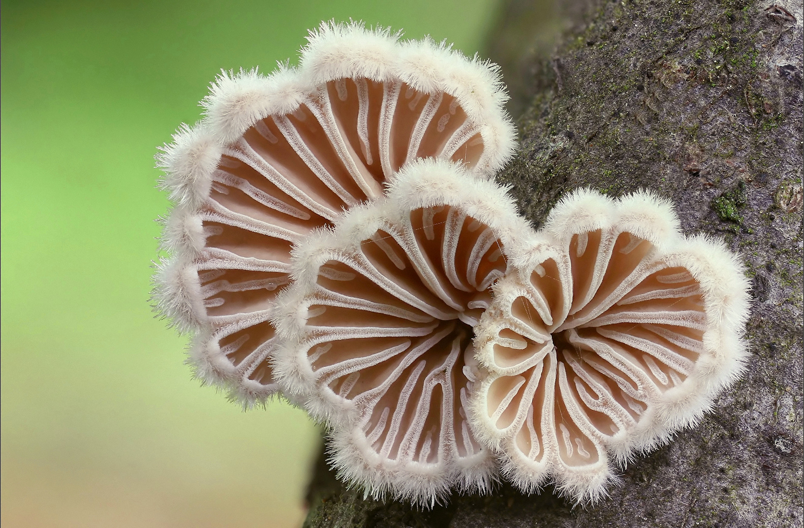 Gemeiner Spaltblättling (Schizophyllum commune)