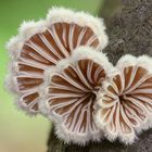 Gemeiner Spaltblättling (Schizophyllum commune)