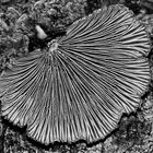 Gemeiner Spaltblättling - Schizophyllum commune