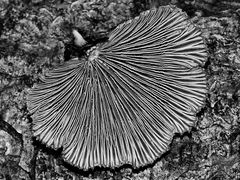 Gemeiner Spaltblättling - Schizophyllum commune