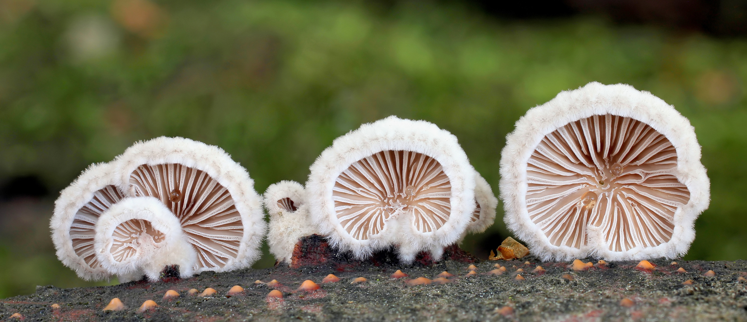 Gemeiner Spaltblättling (Schizophyllum commune) Foto & Bild pflanzen