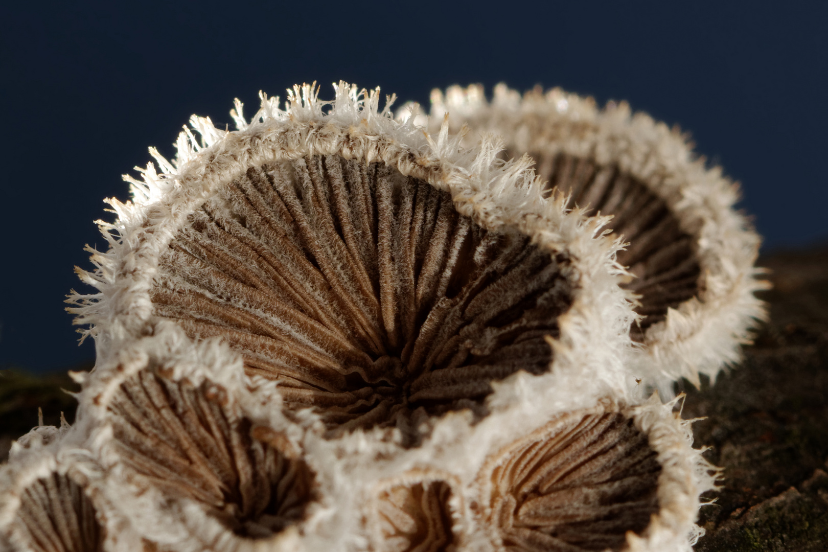 Gemeiner Spaltblättling -Schizophyllum commune-