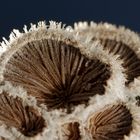 Gemeiner Spaltblättling -Schizophyllum commune-