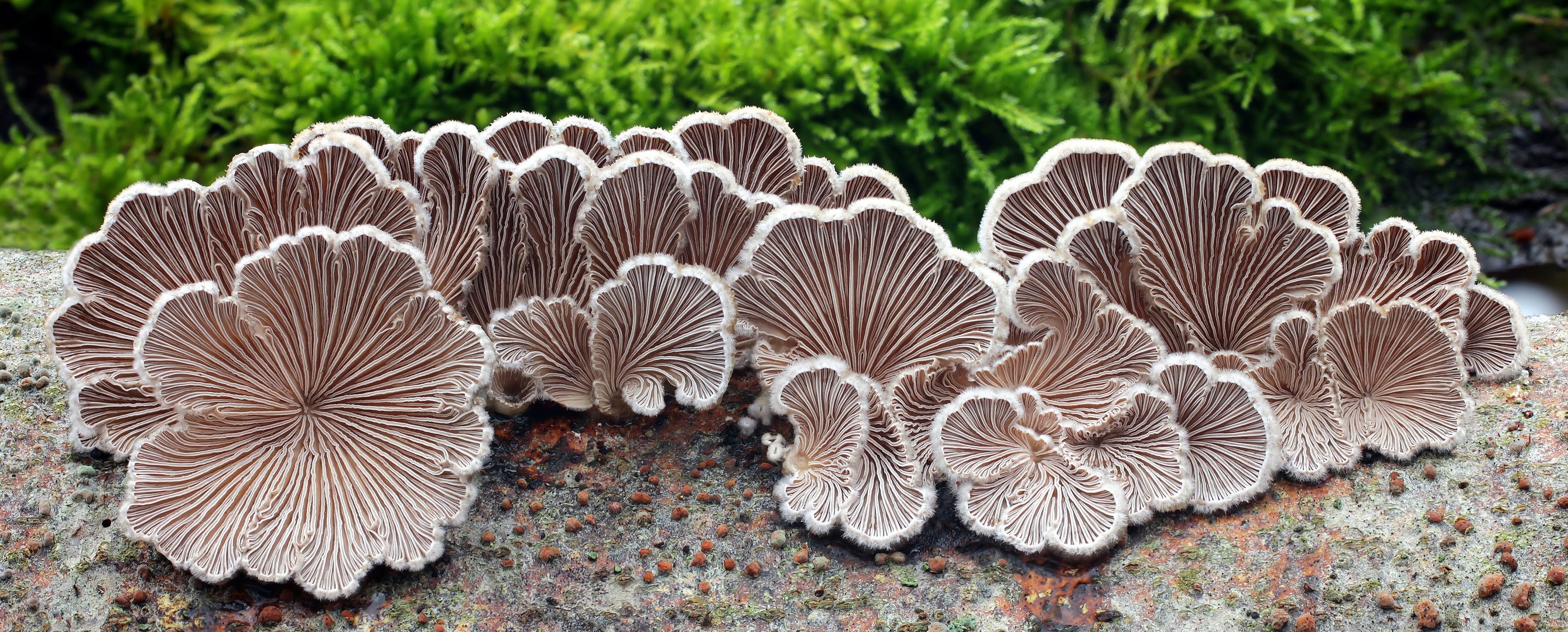 Gemeiner Spaltblättling (Schizophyllum commune)