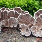 Gemeiner Spaltblättling (Schizophyllum commune)