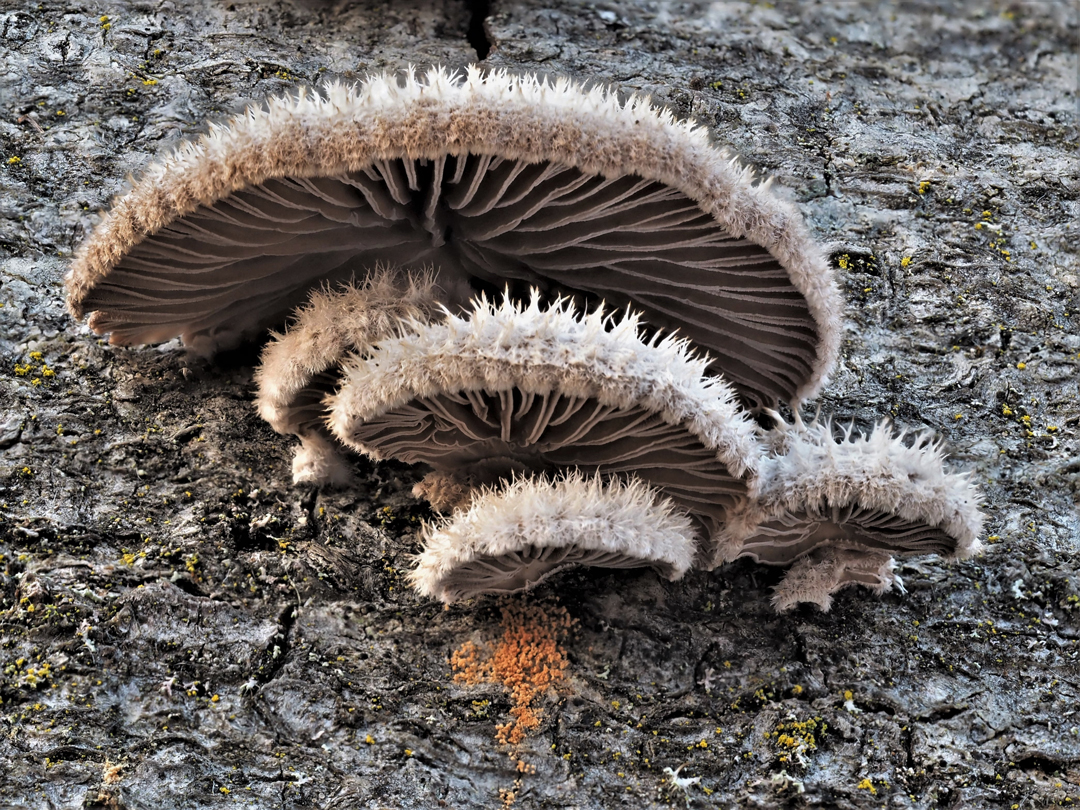 Gemeiner Spaltblättling (Schizophyllum commune) Foto & Bild natur