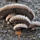 Gemeiner Spaltblättling (Schizophyllum commune) 